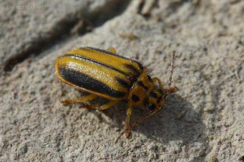 Xanthogaleruca luteola